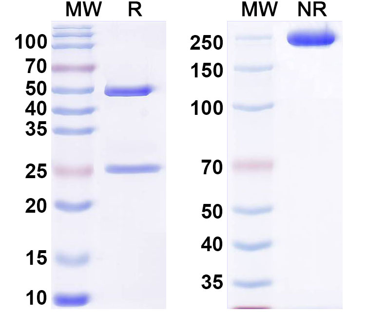 SDS-PAGE for Anti-Human COL2A1 Antibody (GB8)