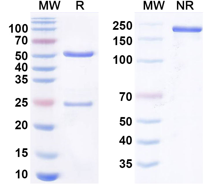 SDS-PAGE for Anti-Human Complement C2 Monoclonal Antibody (ARGX-117)