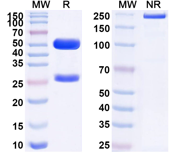 SDS-PAGE for Anti-Human CRH Antibody (ABS0607)