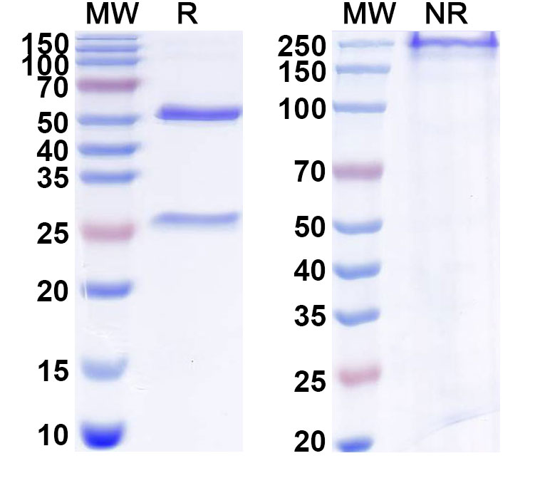 SDS-PAGE for Anti-Human CT83/KK-LC-1 Antibody (ABS1463)