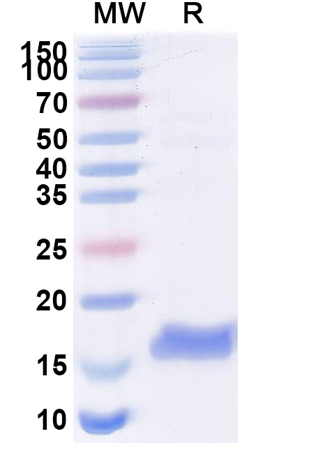 SDS-PAGE for Anti-Human CTNNB1 VHH (SAA1188)