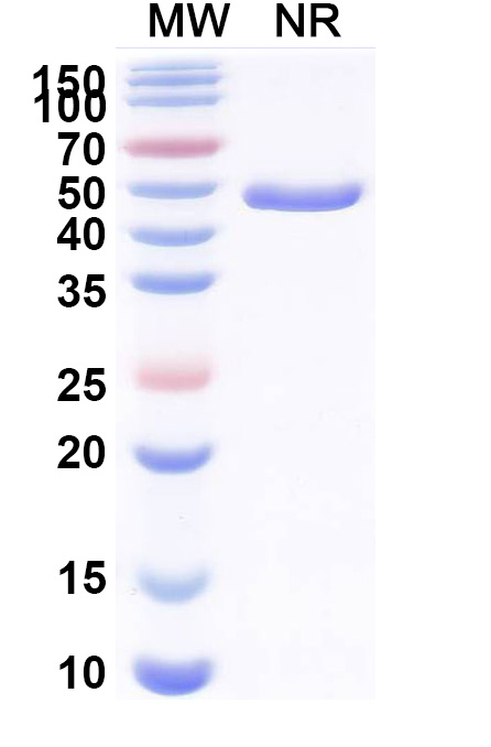 SDS-PAGE for Anti-Human CX3CR1 & Albumin Monoclonal Antibody (BI 655088)