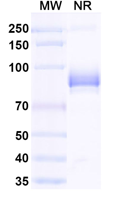 SDS-PAGE for Anti-Human CX3CR1 Antibody (SAA2443)
