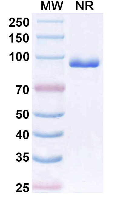 SDS-PAGE for Anti-Human CX3CR1 Monoclonal Antibody (BI 655089)