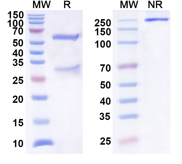 SDS-PAGE for Anti-Human CXCL1/NAP-3/GRO-alpha Antibody (SAA0462)