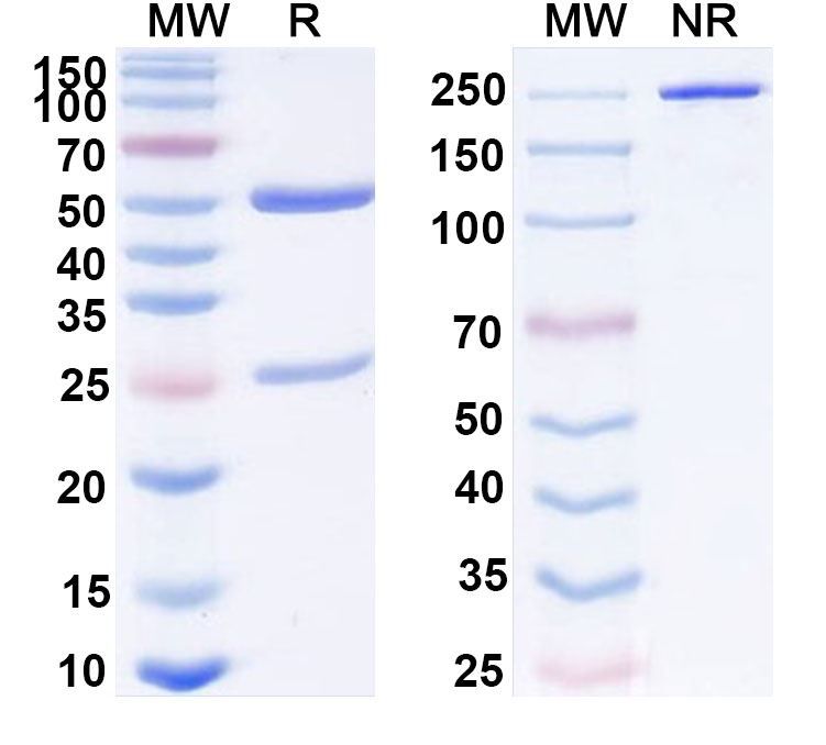 SDS-PAGE for Anti-Human CXCL10/IP-10 Antibody (SAA0413)