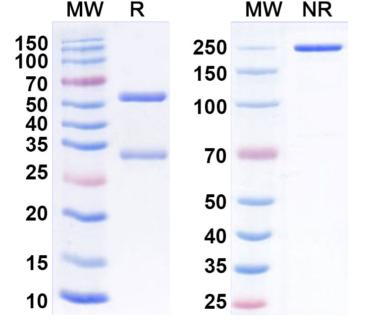 SDS-PAGE for Anti-Human CYBB/NOX2 Antibody (SAA0847)
