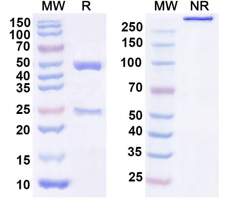 SDS-PAGE for Anti-Human CYCS Antibody (1D3)