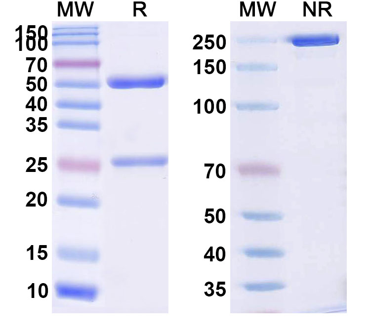 SDS-PAGE for Anti-Human DAG1/Dystroglycan (DAG-6F4)