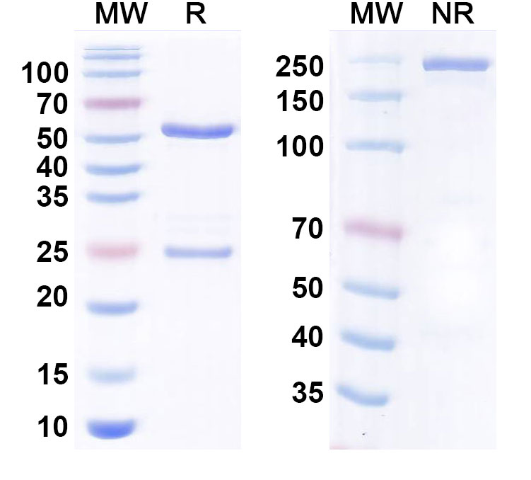 SDS-PAGE for Anti-Human DCBLD2CLCP1 Monoclonal Antibody (FA19-1)