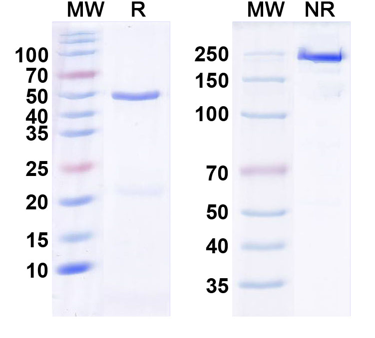 SDS-PAGE for Anti-Human DCX Monoclonal Antibody (1A537)