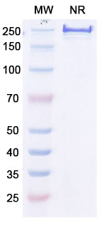 SDS-PAGE for Anti-Human Di-acetylated histone H4/H4K5acK8ac Antibody (2A7D9)