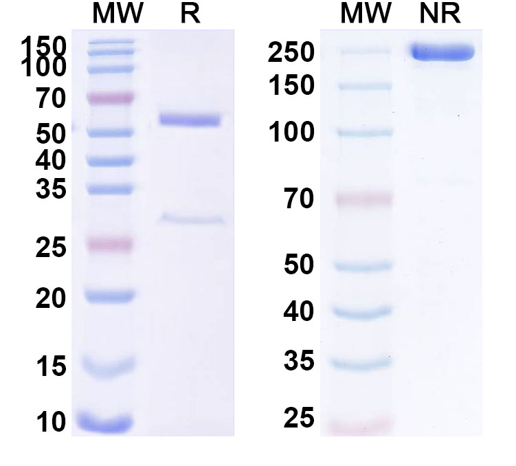 SDS-PAGE for Anti-Human DICER1 Antibody (ABS0085)