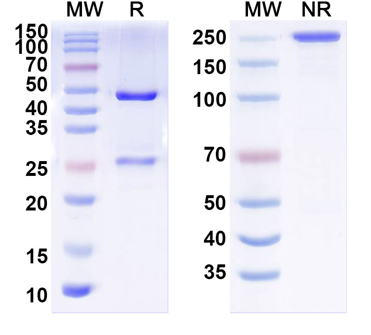 SDS-PAGE for Anti-Human DLG4/PSD95 Antibody (K28/74)
