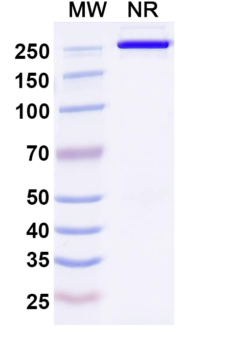 SDS-PAGE for Anti-Human DLK1 (ADCT-701)