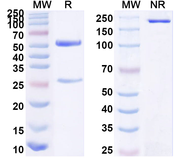 SDS-PAGE for Anti-Human DRD3 Antibody (N331/19)