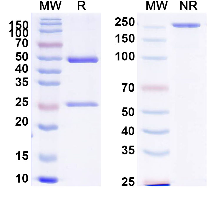 SDS-PAGE for Anti-Human EDB/EDB-FN Antibody (SAA1375)