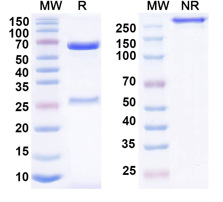 SDS-PAGE for Anti-Human EDNRA/ETA/ETRA Antibody (SAA0802)