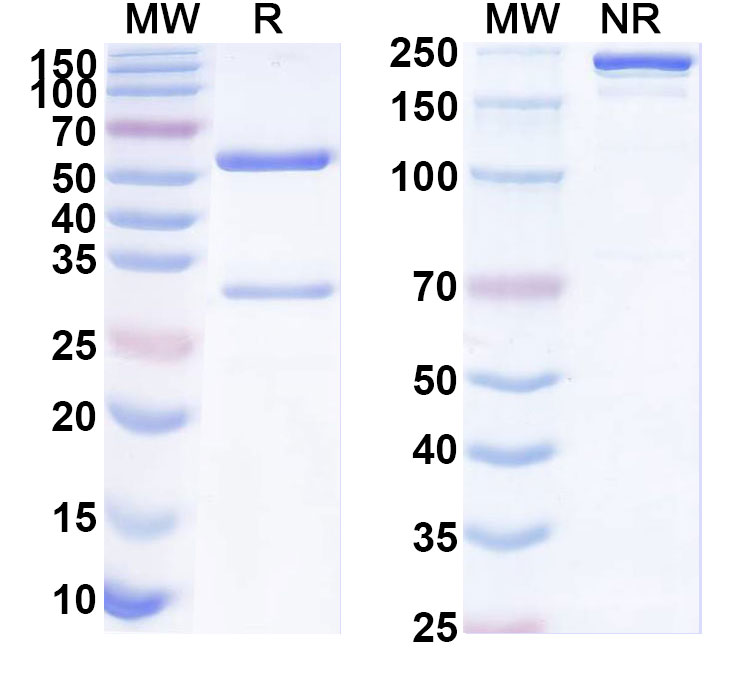 SDS-PAGE for Anti-Human EMB Antibody (ABS0532)