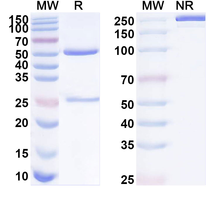 SDS-PAGE for Anti-Human EMCN Antibody (ABS0205)
