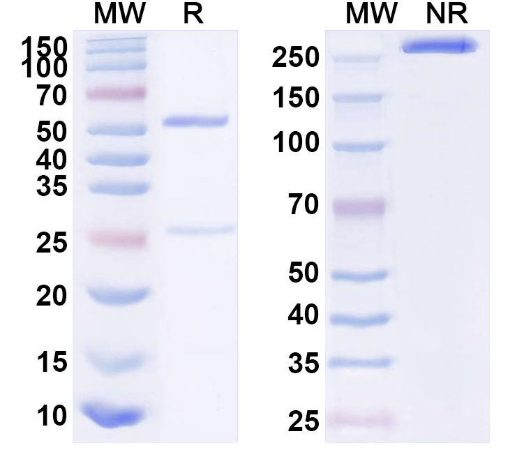 SDS-PAGE for Anti-Human EN2 Antibody (ABS0688)