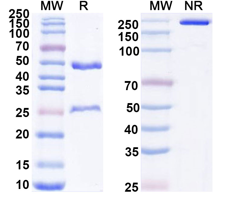 SDS-PAGE for Anti-Human EPCAM Antibody (C52)