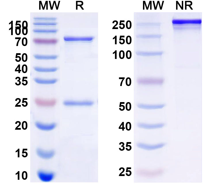 SDS-PAGE for Anti-Human EPHA2 Antibody (SAA2279)