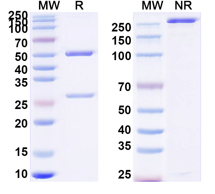 SDS-PAGE for Anti-Human EPHA2 Antibody (SAA2280)
