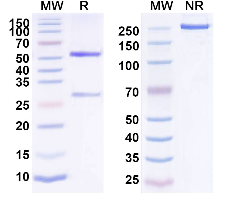 SDS-PAGE for Anti-Human EPHA2 (MEDI-547)