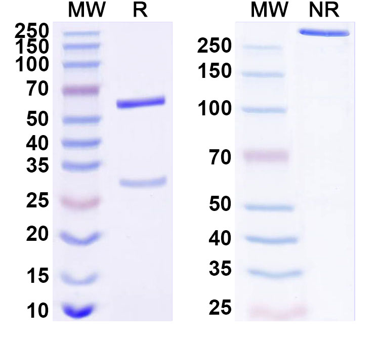 SDS-PAGE for Anti-Human EPHA7 Monoclonal Antibody (ABS1922)