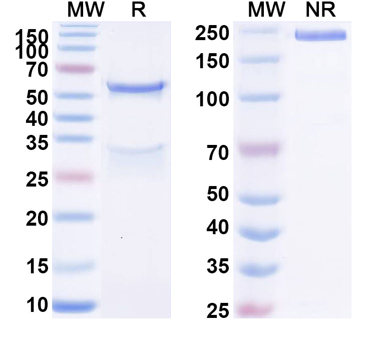 SDS-PAGE for Anti-Human EPHB2 Monoclonal Antibody (ABS0036)