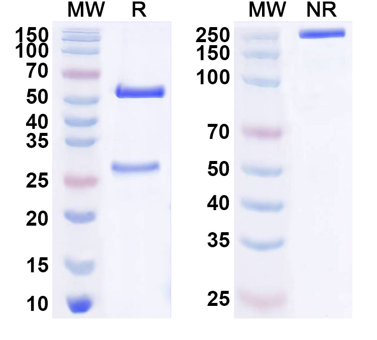SDS-PAGE for Anti-Human EPHB3 Monoclonal Antibody (ABS1577)