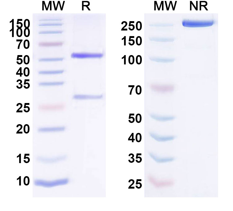 SDS-PAGE for Anti-Human EPOR (DS-8895a)