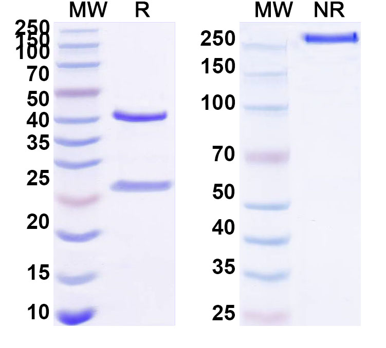 SDS-PAGE for Anti-Human EREG/Epiregulin Antibody (ABS1934)