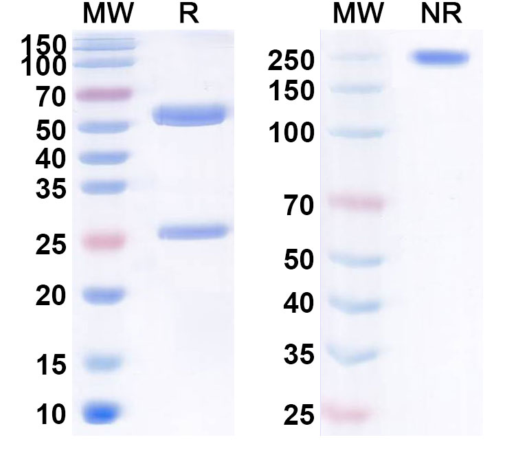 SDS-PAGE for Anti-Human F10/Factor X Antibody (SAA2441)