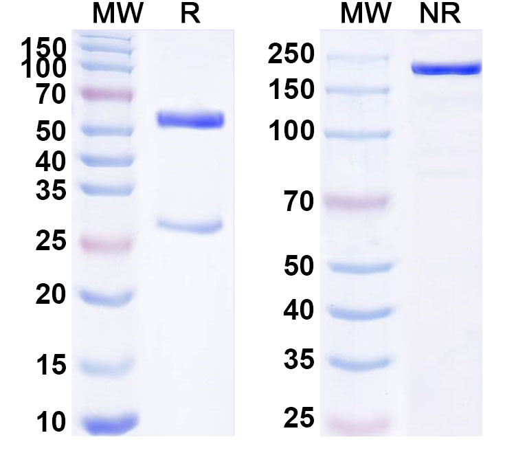 SDS-PAGE for Anti-Human F10/Factor X Monoclonal Antibody (ABS0543)