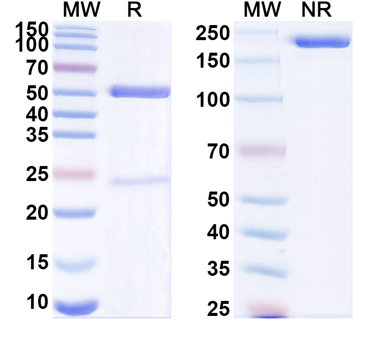 SDS-PAGE for Anti-Human F2R/PAR1 Monoclonal Antibody (ABS0575)