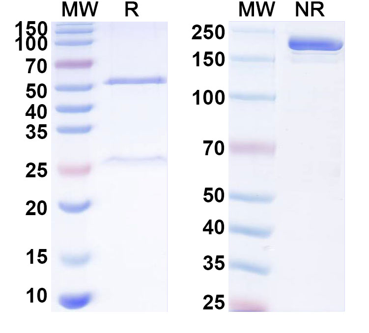 SDS-PAGE for Anti-Human F2RL1/PAR-2 Monoclonal Antibody (ABS0895)