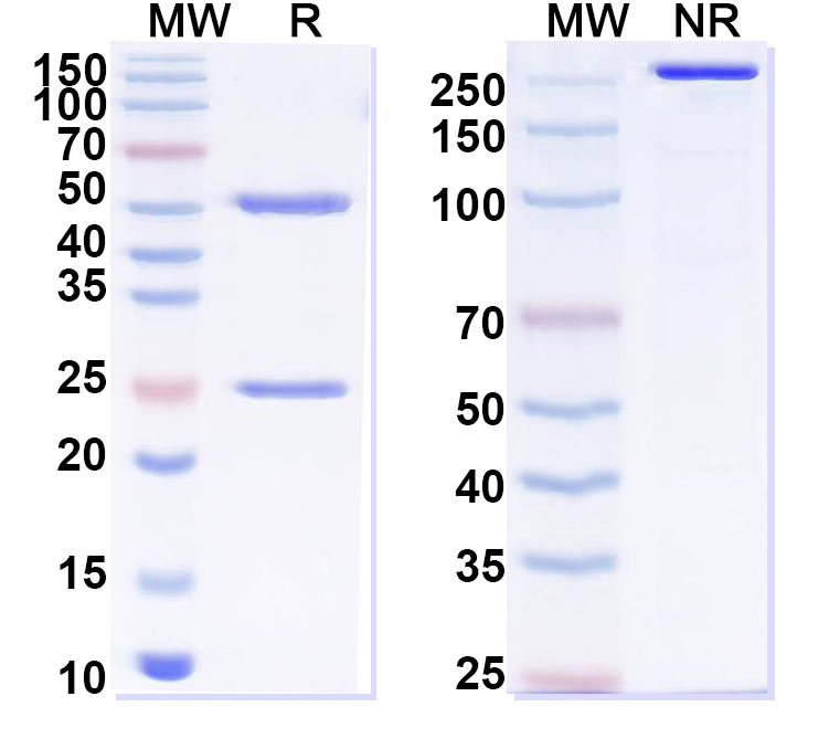 SDS-PAGE for Anti-Human FABP4/aP2 Antibody (CA33)