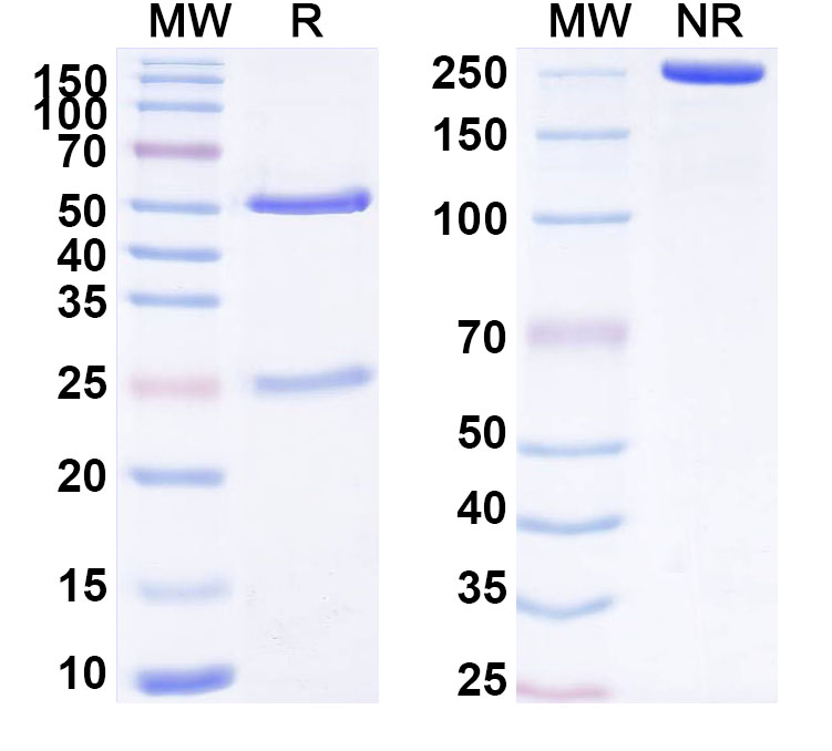 SDS-PAGE for Anti-Human FADS1/Delta 5 desaturase Antibody (ABS0735)