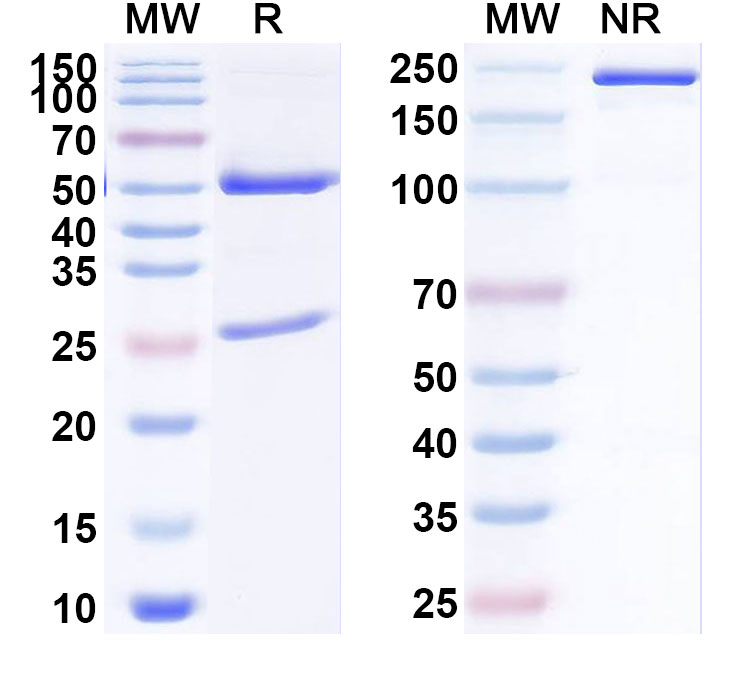SDS-PAGE for Anti-Human FALZ/BPTF IP Monoclonal Antibody, SAA0188
