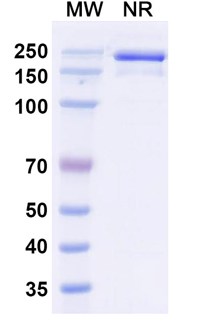 SDS-PAGE for Anti-Human Fc Fragment Antibody (REGN2567)