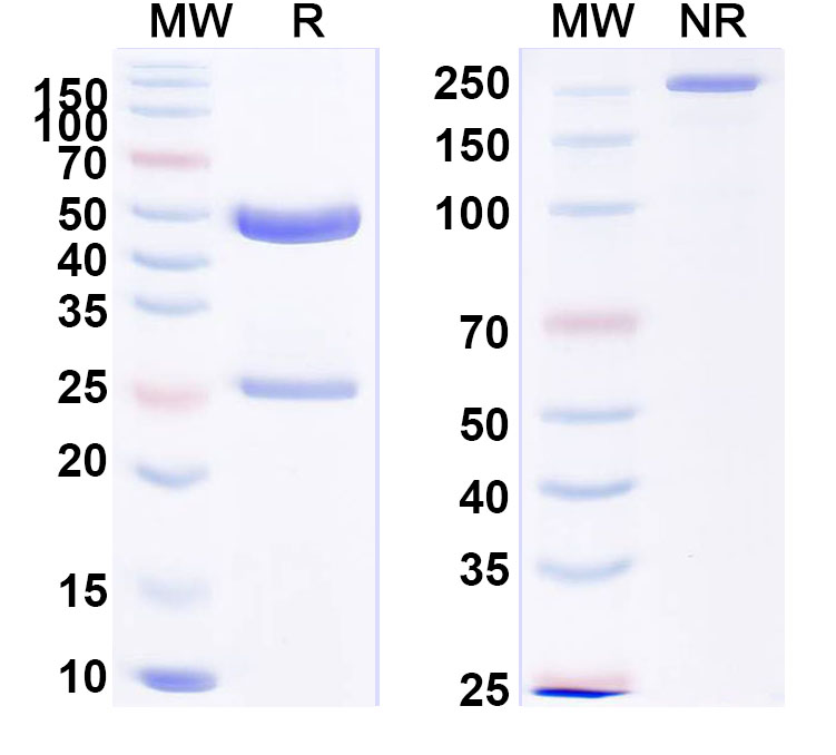 SDS-PAGE for Anti-Human FGB/Fibrinogen beta Antibody (8E5#)