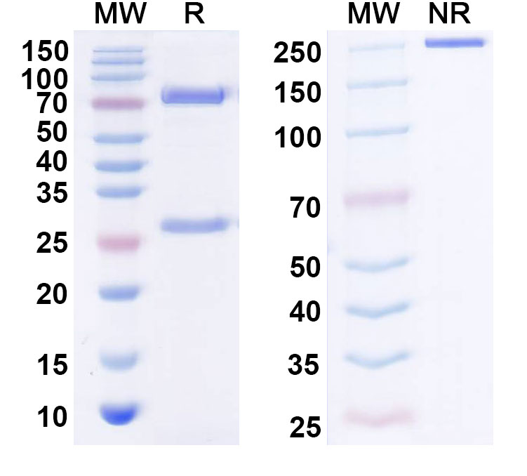 SDS-PAGE for Anti-Human FGF19 Antibody (SAA0439)
