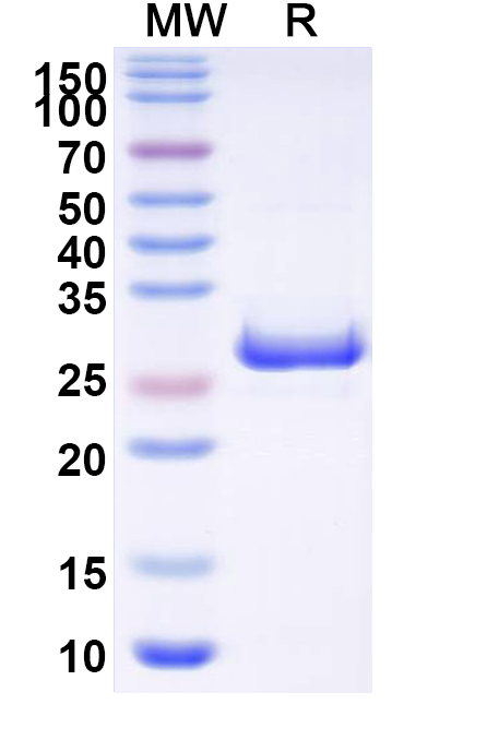 SDS-PAGE for Anti-Human Fibronectin Antibody (L19)