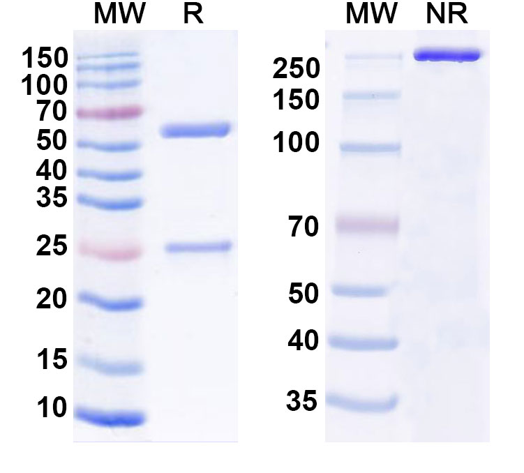SDS-PAGE for Anti-Human FLT4/VEGFR3 Monoclonal Antibody (ABS0337)