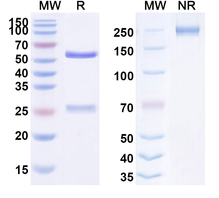SDS-PAGE for Anti-Human FN1/Fibronectin (HuBC-1 ScFv)
