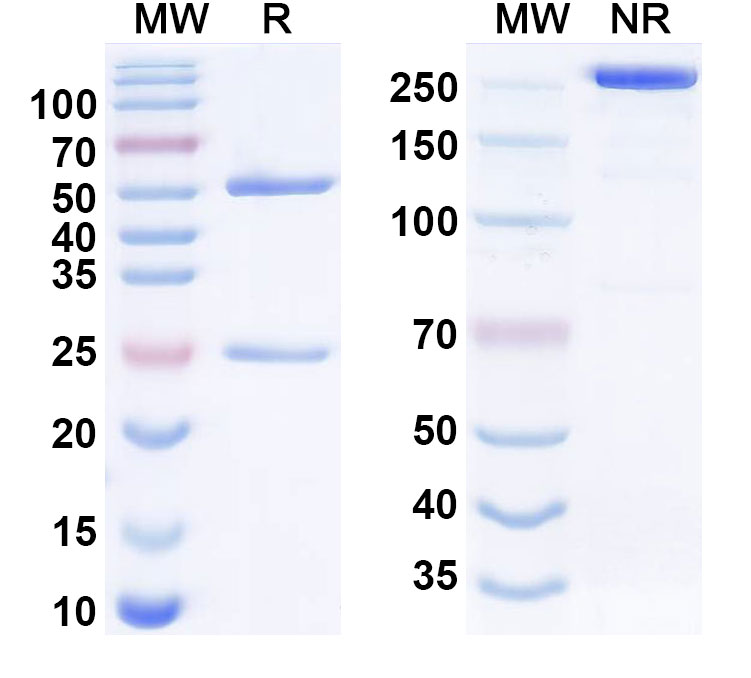 SDS-PAGE for Anti-Human FSCN1 Monoclonal Antibody (1A594)