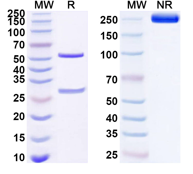 SDS-PAGE for Anti-Human FSTL1 Antibody (ABS1821)