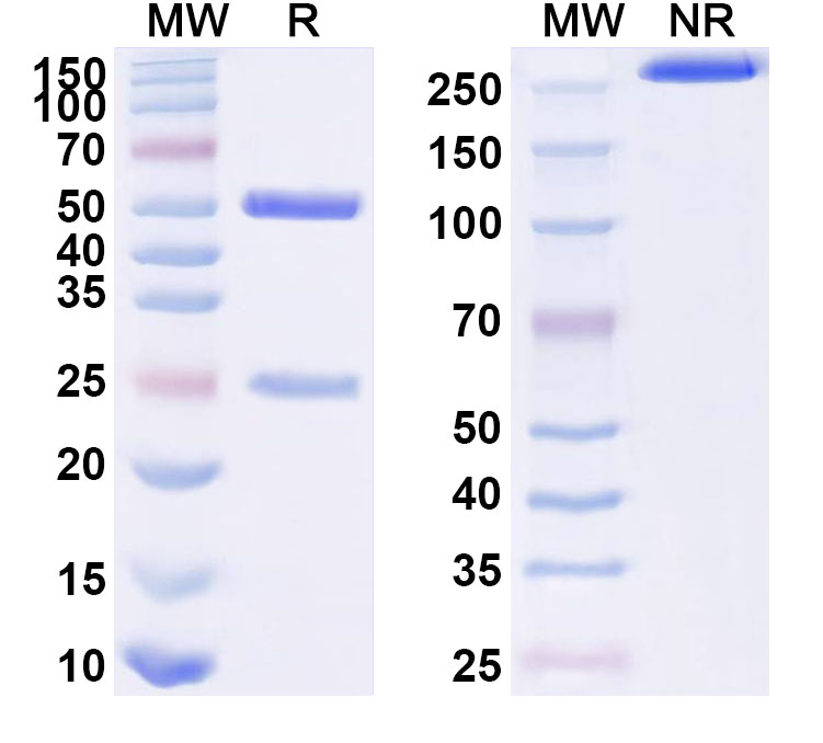 SDS-PAGE for Anti-Human GAD2/GAD65 Monoclonal Antibody (ABS0587)